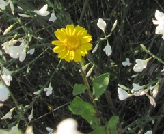 Coleostephus myconis, photograph (c) zebedeugalinha, some rights reserved (CC BY)