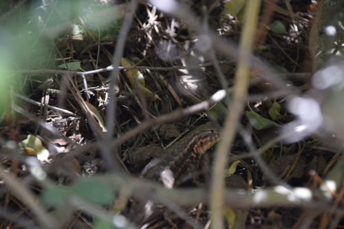 iNaturalist observation photo of Common Sagebrush Lizard