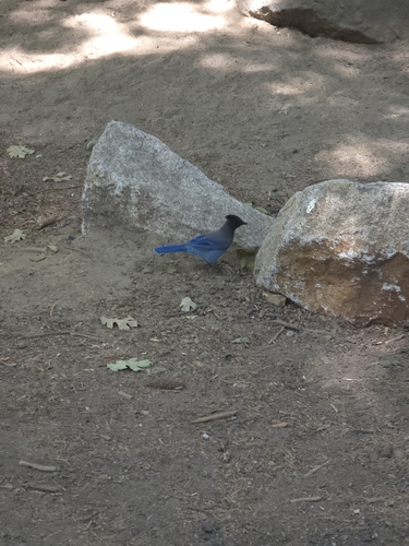 iNaturalist observation photo of Steller's Jay