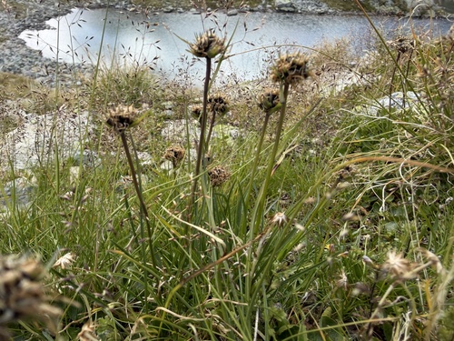 Phyteuma hemisphaericum, photograph 2