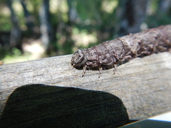 Catocala sponsa