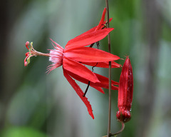 (c) Daniel Ghyselinck, some rights reserved (CC BY) Passiflora vitifolia, photograph (c) Daniel Ghyselinck, some rights reserved (CC BY)