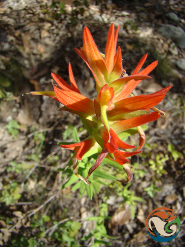 Castilleja auriculata (Castilleja auriculata)