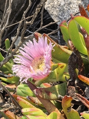 Carpobrotus mellei