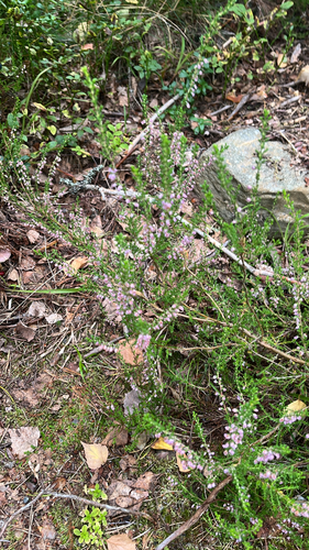 common heather