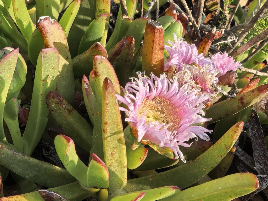Carpobrotus mellei; photograph author not stated, no rights reserved