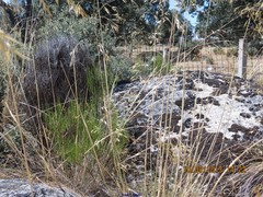 Quercus rotundifolia