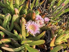 author not stated, no rights reserved Carpobrotus mellei, photograph author not stated, no rights reserved