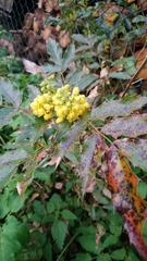 Berberis repens