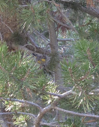 iNaturalist observation photo of Yellow-rumped Warbler