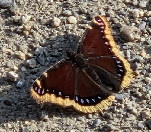 Mourning Cloak