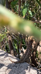 Sceloporus spinosus