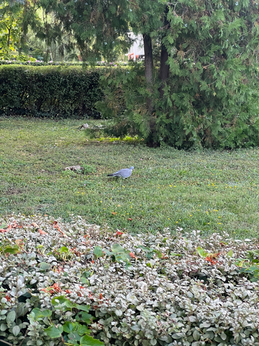 Common Wood-Pigeon