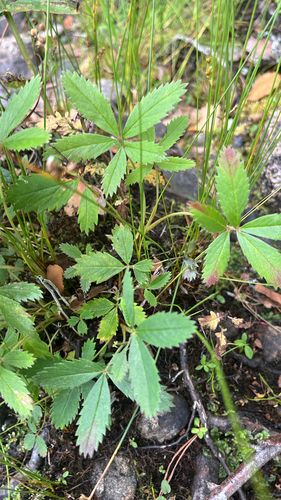 marsh cinquefoil