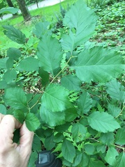 Crataegus harbisonii