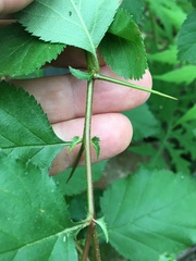 Crataegus harbisonii