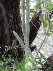 Cleistocactus baumannii, photograph (c) Nicolas Olejnik, some rights reserved (CC BY)