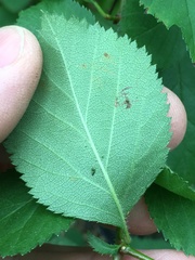 Crataegus harbisonii