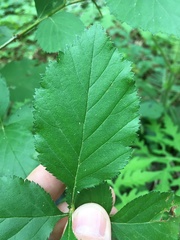 Crataegus harbisonii