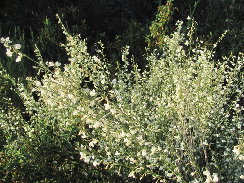 Cytisus multiflorus, photograph 2
