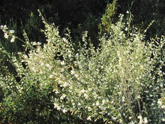 Cytisus multiflorus, photograph (c) zebedeugalinha, some rights reserved (CC BY)