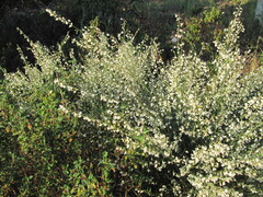 Cytisus multiflorus