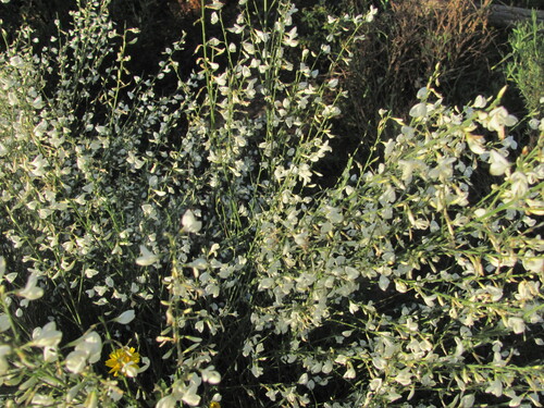 Cytisus multiflorus, photograph 1