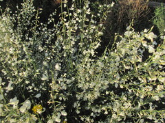 Cytisus multiflorus, photograph (c) zebedeugalinha, some rights reserved (CC BY)