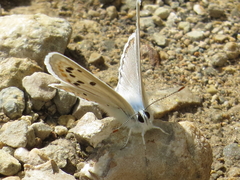 Polyommatus nivescens