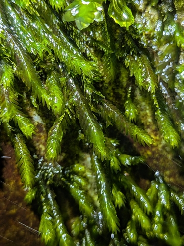 Fissidens rigidulus observed 2026-08-28