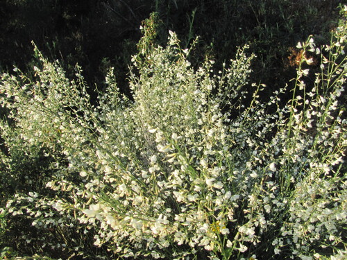 Cytisus multiflorus, photograph 6