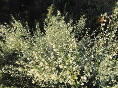 Cytisus multiflorus, photograph (c) zebedeugalinha, some rights reserved (CC BY)