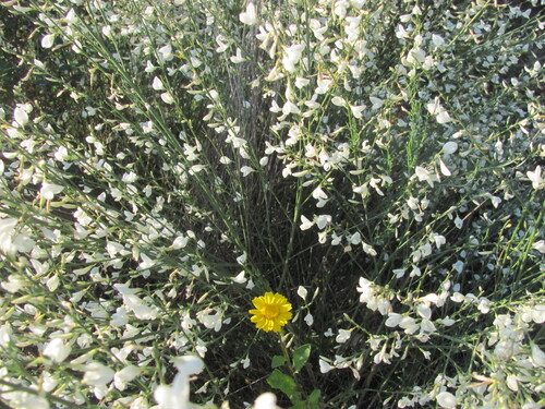 Cytisus multiflorus, photograph 3