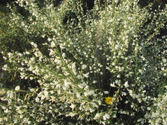 Cytisus multiflorus, photograph (c) zebedeugalinha, some rights reserved (CC BY)