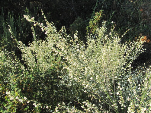 Cytisus multiflorus, photograph 5