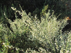 Cytisus multiflorus, photograph (c) zebedeugalinha, some rights reserved (CC BY)