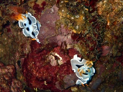 Chromodoris alcalai