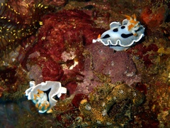 Chromodoris alcalai