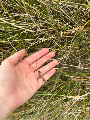 sand sedge
