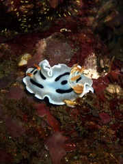 Chromodoris alcalai