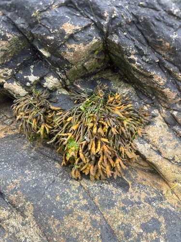 Channelled Wrack