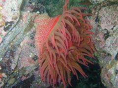 Cribrinopsis albopunctata