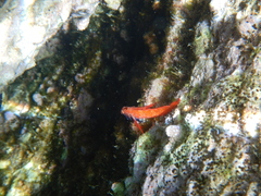 Tripterygion melanurus