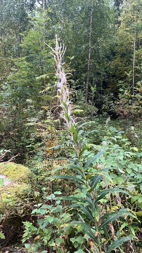 fireweed