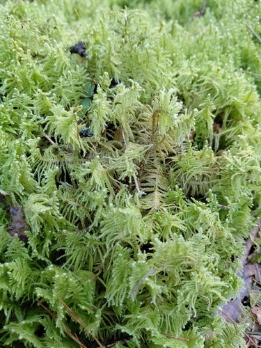 Ostrich-plume Moss