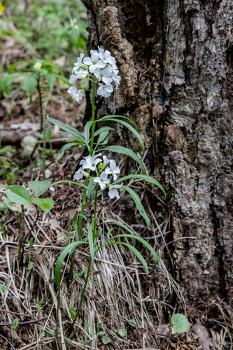 Cardamine trifida iNat (1)