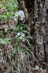 Cardamine trifida