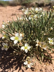 Nerisyrenia linearifolia