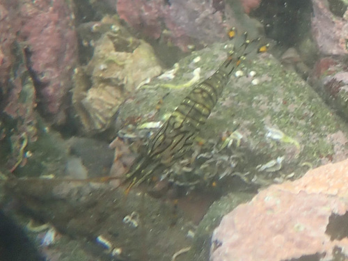 Palaemon pacificus observed 2026-08-27