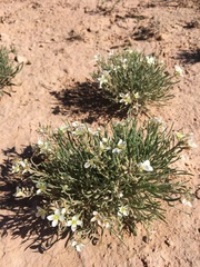 Nerisyrenia linearifolia